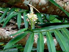 Alpinia oxymitra