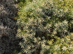 Ulex erinaceus