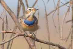 Luscinia svecica