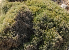 Ulex erinaceus