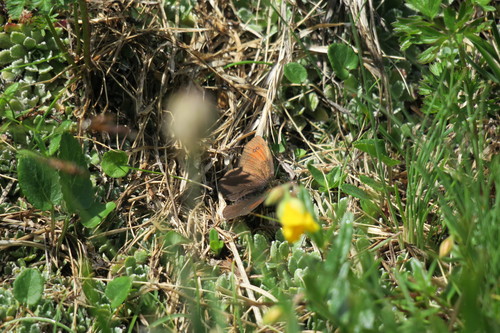 De Lesse’s Brassy Ringlet