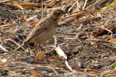 Anthus