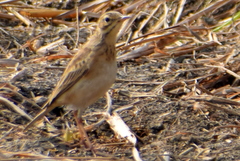 Anthus