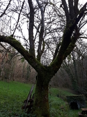 Acer monspessulanum