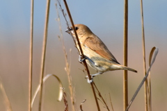 Lonchura punctulata