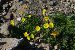 Papaver croceum