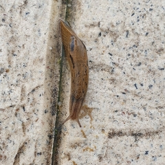 Drusia valenciennii