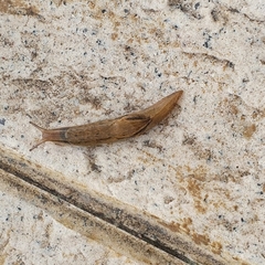 Drusia valenciennii