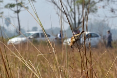 Lonchura punctulata