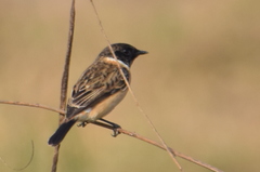 Saxicola maurus