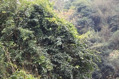 Lardizabalaceae