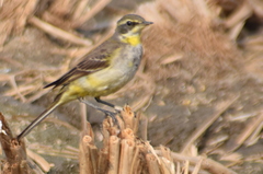 Motacilla tschutschensis