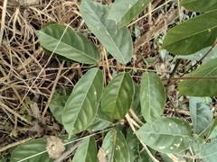 Callerya dielsiana
