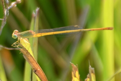 Ceriagrion coromandelianum