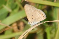 Euchrysops cnejus