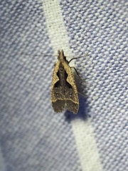 Dichomeris bilobella