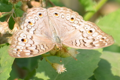 Junonia atlites