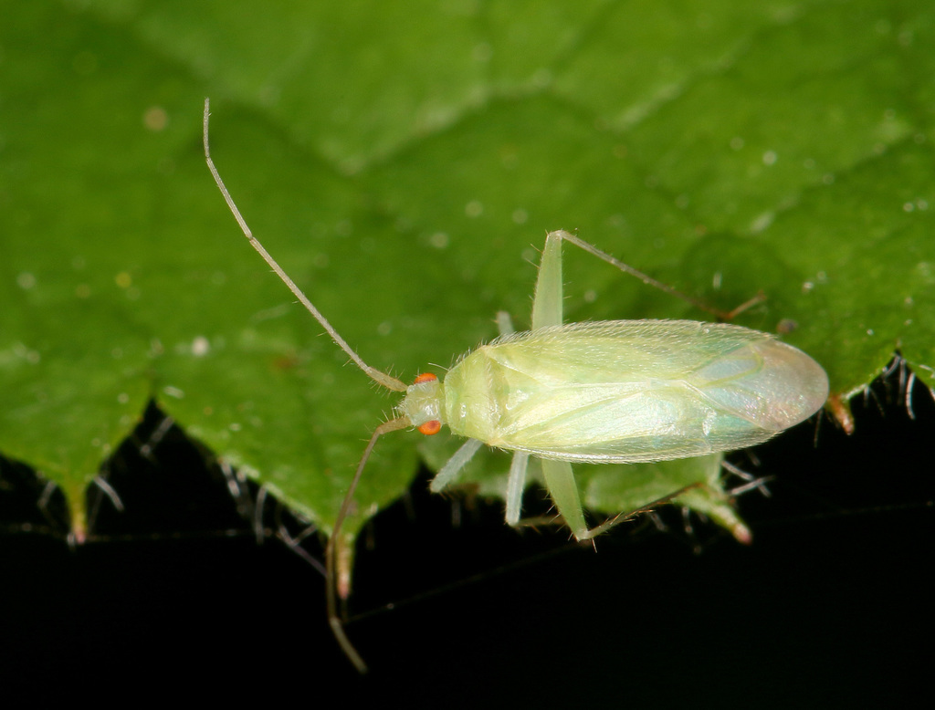 Canariocoris viburni