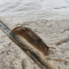 Drusia valenciennii