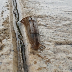 Drusia valenciennii
