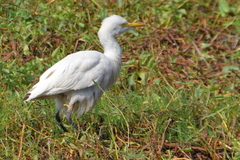 Bubulcus ibis
