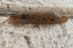 Drusia valenciennii
