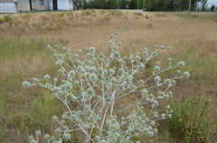 Eryngium macrocalyx