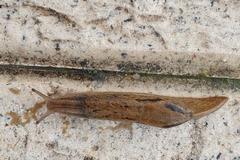 Drusia valenciennii
