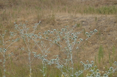 Eryngium macrocalyx