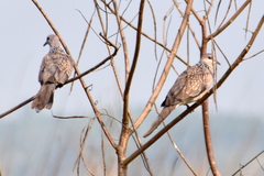 Streptopelia chinensis