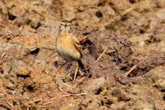Anthus rufulus