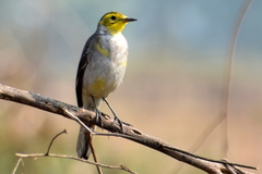 Motacilla citreola