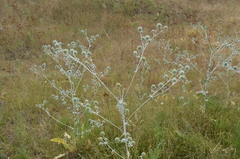 Eryngium macrocalyx