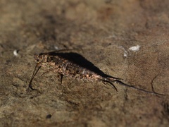 Pedetontus saltator