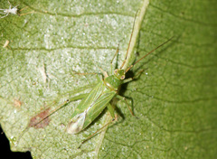 Blepharidopterus angulatus