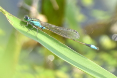 Ischnura senegalensis
