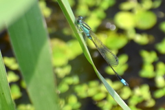 Ischnura senegalensis