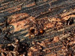 Mioptachys flavicauda