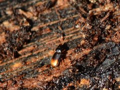 Mioptachys flavicauda