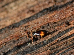 Mioptachys flavicauda