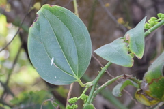 Smilax zeylanica