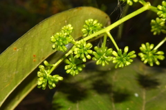 Smilax zeylanica