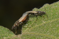 Oxycarenus