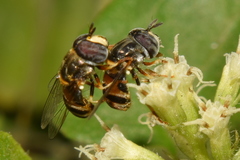 Syrphidae