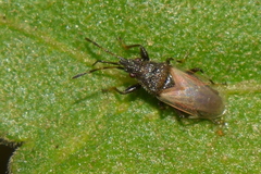 Oxycarenus