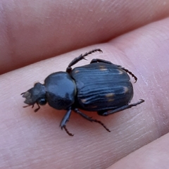 Clastocnemis quadrimaculatus
