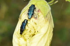 Agrilus acutus