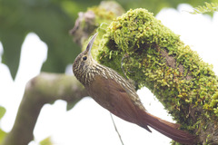 Lepidocolaptes affinis