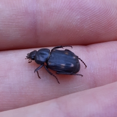 Clastocnemis quadrimaculatus
