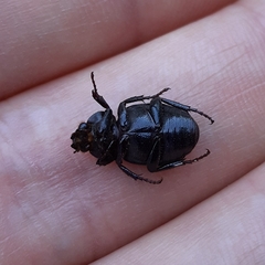 Clastocnemis quadrimaculatus